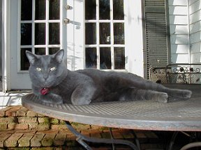 Tommy awaits the first fish barbecue of summer.